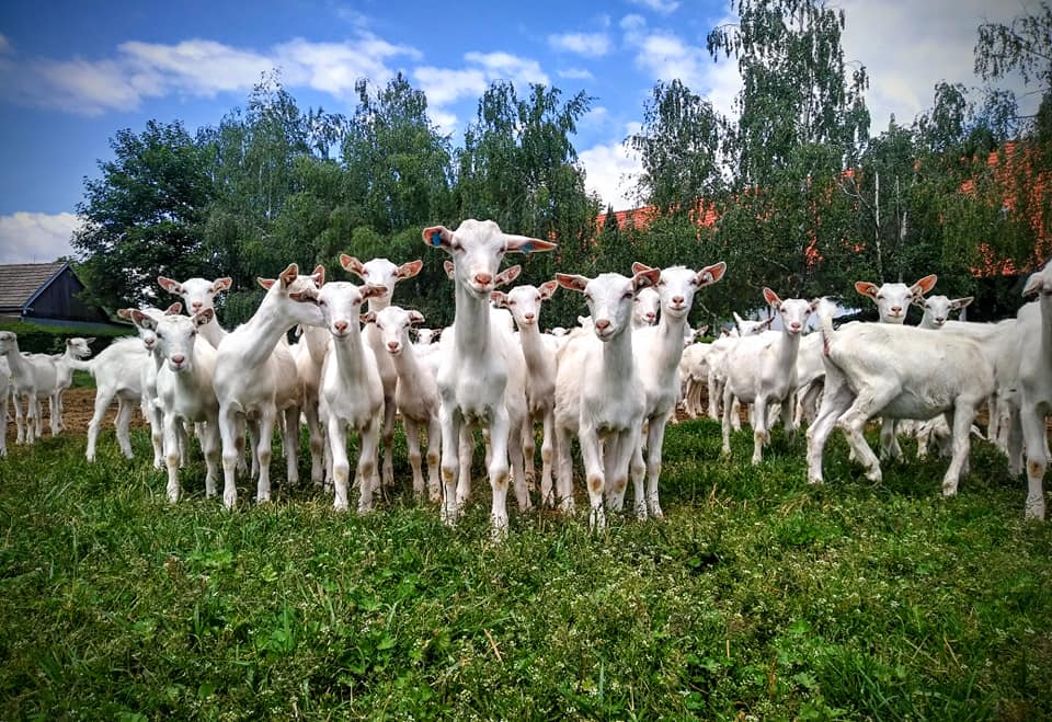 Farm Visual 1