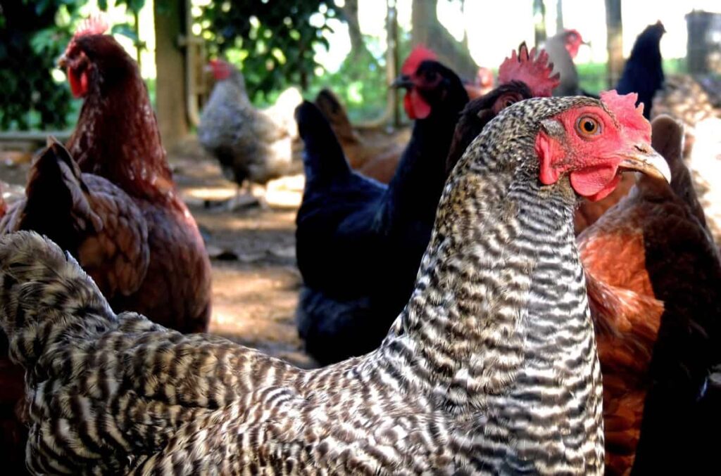 Poultry Farming