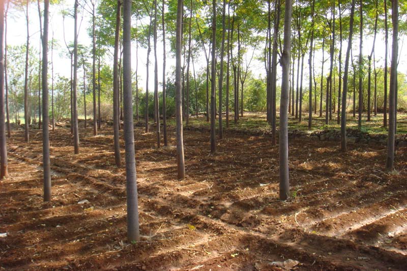 Tree Farming